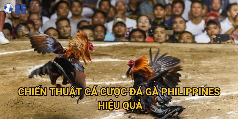 Làm sao để thành công với Đá gà Philippines tại 8s? 3 Chiến thuật cá cược đá gà Philippines hiệu quả