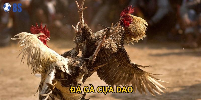 Tại sao Đá gà cựa dao lại được coi là loại hình kịch tính nhất tại 8s?