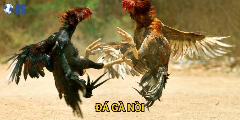 Làm thế nào để nhận biết Đá gà nòi chất lượng tại 8s?