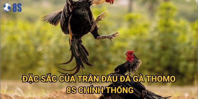Tại sao Đá gà Thomo lại thu hút đông đảo người chơi tại 8s? 2 Đặc sắc của trận đấu Đá gà Thomo 8s chính thống