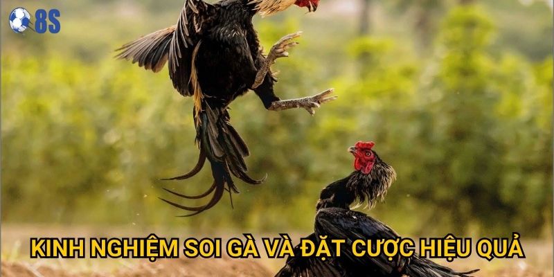 Tại sao Đá gà Thomo lại thu hút đông đảo người chơi tại 8s? 3 Kinh nghiệm soi gà và đặt cược hiệu quả